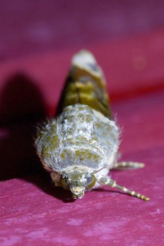 Réf. 333 929 : Acontia lucida